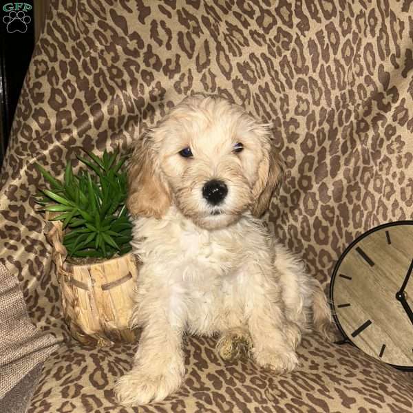 Shadow, Cockapoo Puppy